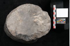 Foto (Objekt + Etikett) von Knorria imbricata Sternbg. (NHMW-GEO-2024-0188-11228)